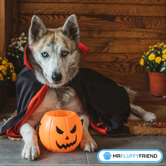Beitragsbild für den Blog „Was tun, wenn dein Hund Schokolade gefressen hat“ – ein Husky im schwarzen und roten Umhang posiert als Vampir und sitzt auf einer Veranda mit einem Kürbiseimer.
