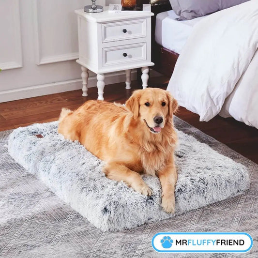 Titelbild für einen Blog über das beste Hundebett für ältere Hunde mit Arthrose, das einen Golden Retriever auf einem weichen, plüschigen grauen orthopädischen Kissen zeigt.