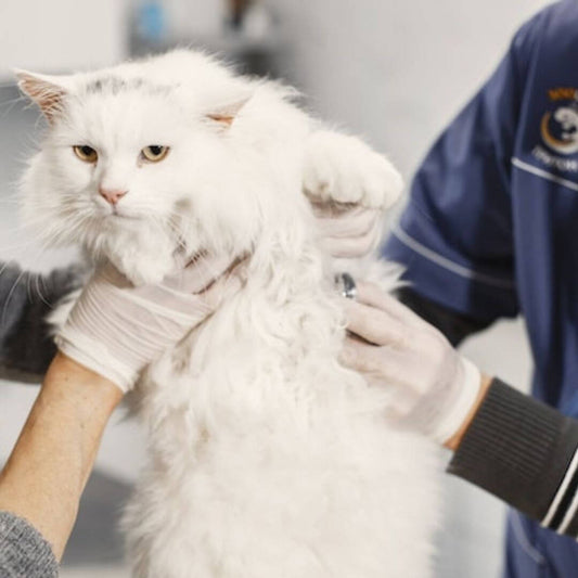 10 Anzeichen, dass es deiner Katze nicht gut geht