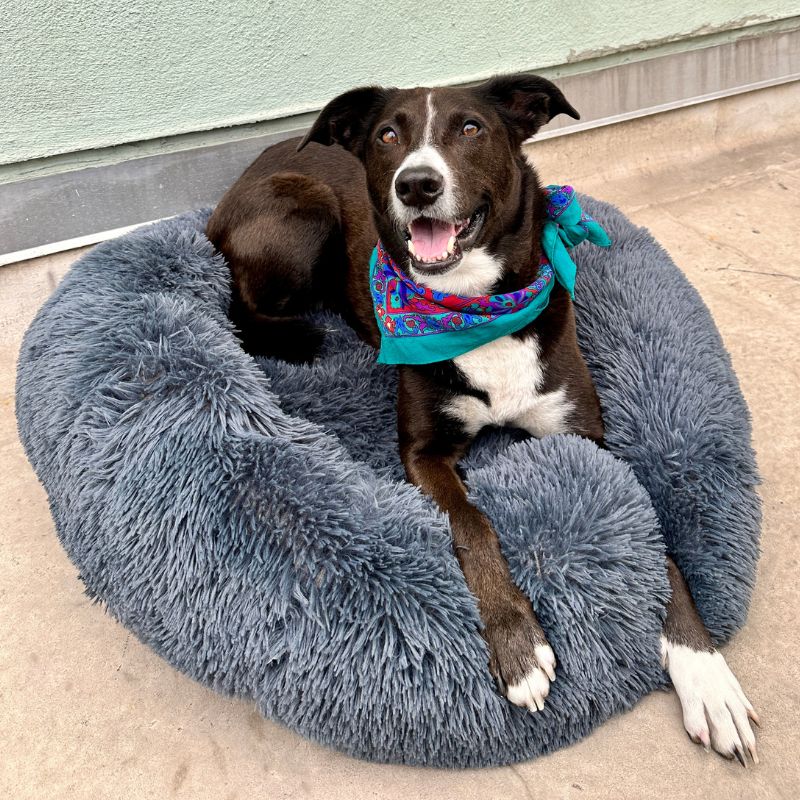 MrFluffyFriend – Dunkelgraues angstlösendes Hundebett
